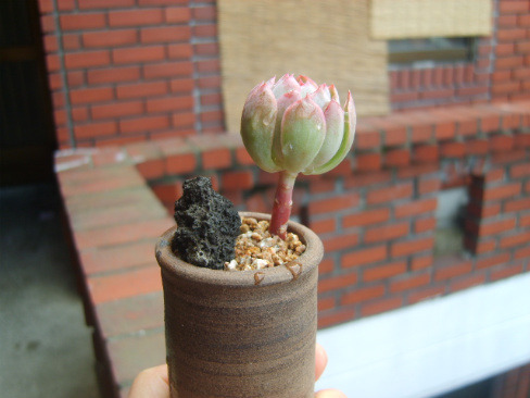 블루아 이미지